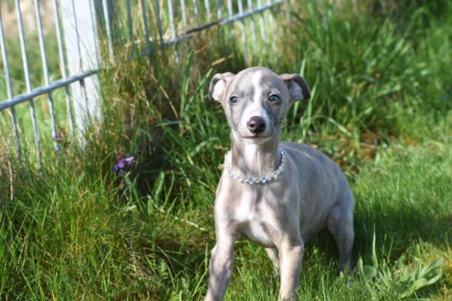 Whippet (reu) 98058