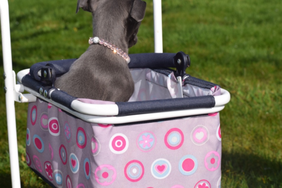 Whippet (teef) 94267