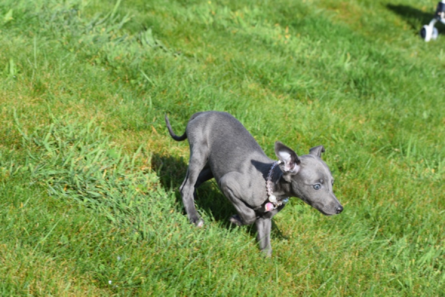 Whippet (teef) 94267