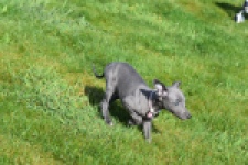 Whippet (teef) 94267