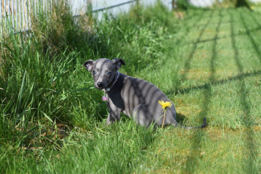 Whippet (teef) 94267