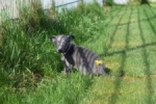 Whippet (teef) 94267