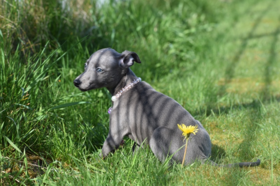 Whippet (teef) 94267