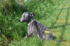 Whippet (teef) 94267