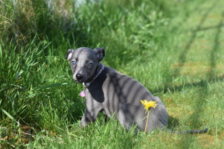 Whippet (teef) 94267