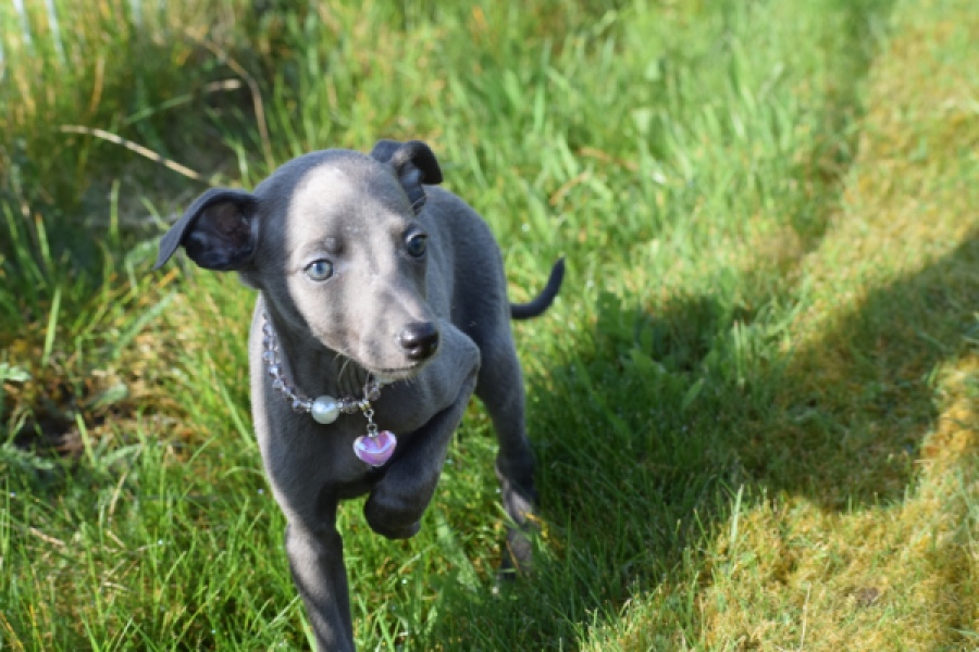 Whippet (teef) 94267