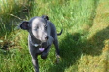 Whippet (teef) 94267