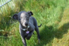 Whippet (teef) 94267