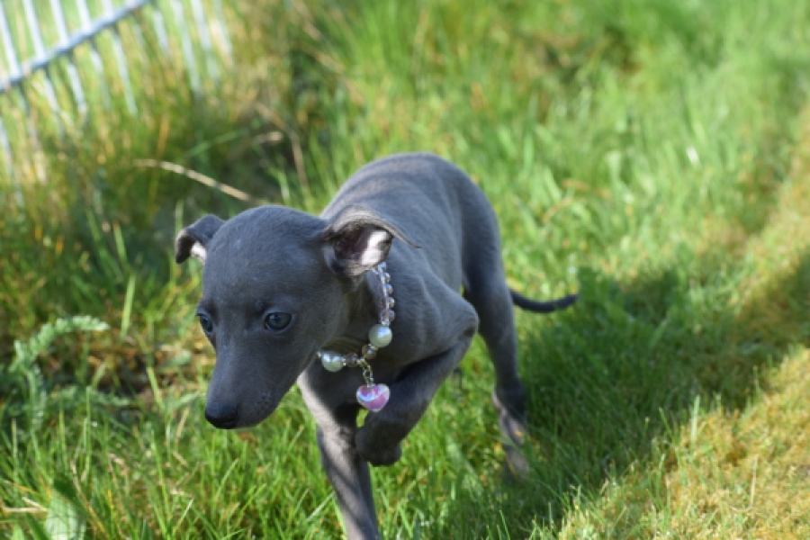 Whippet (teef) 94267