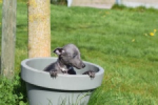 Whippet (teef) 94267