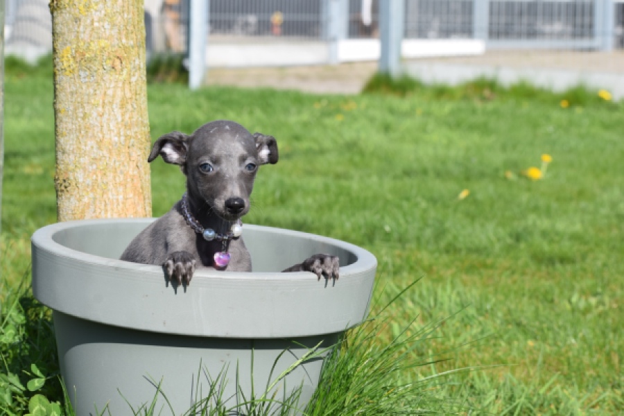 Whippet (teef) 94267