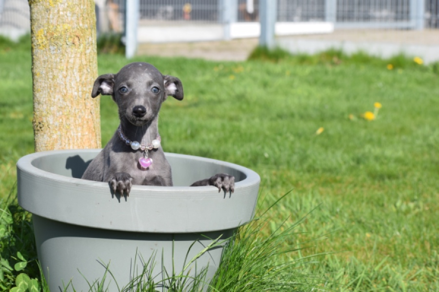 Whippet (teef) 94267