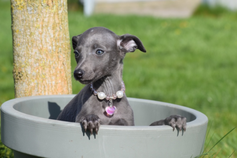 Whippet (teef) 94267