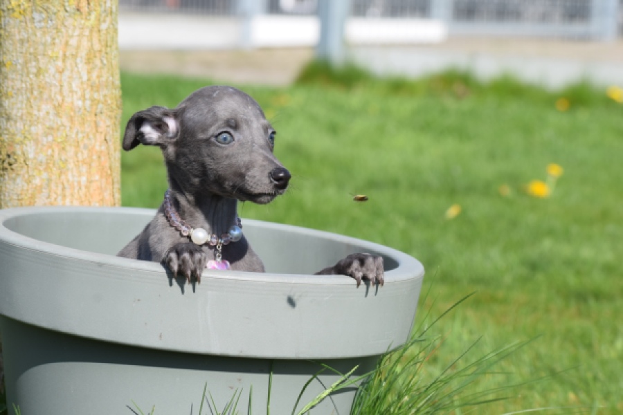 Whippet (teef) 94267