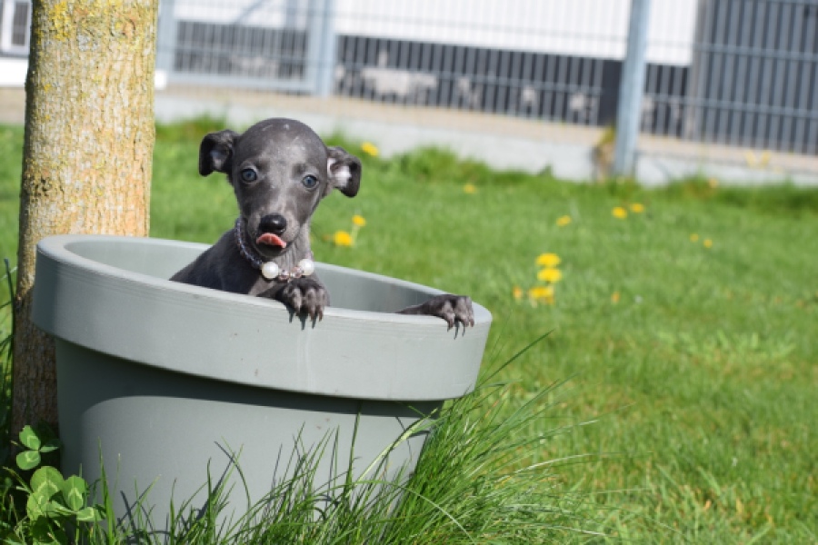 Whippet (teef) 94267