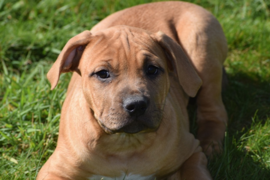 American Bully (teef) 63093