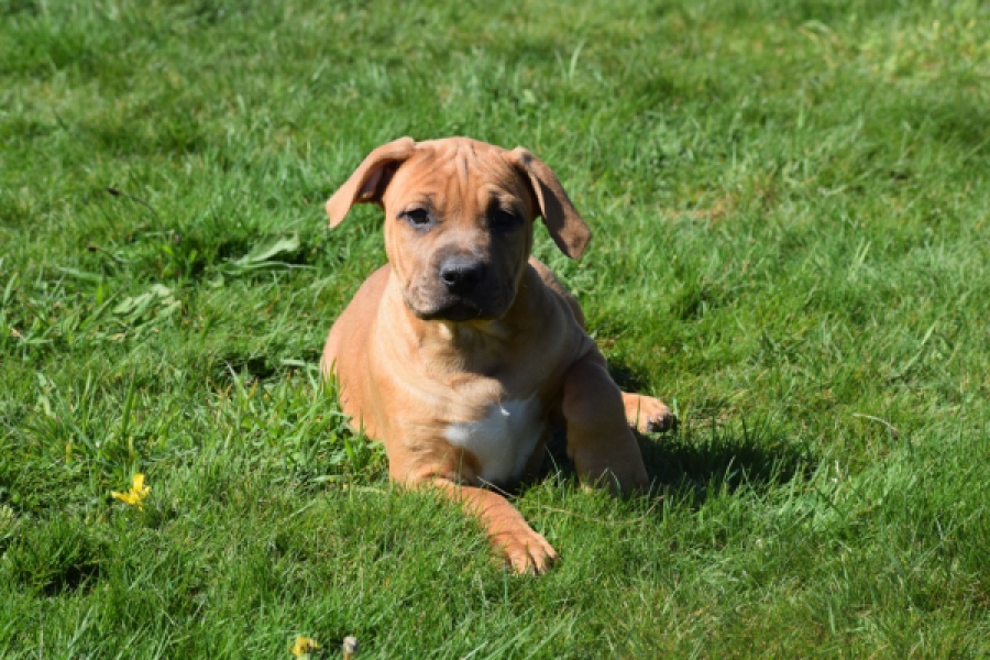 American Bully (teef) 63093