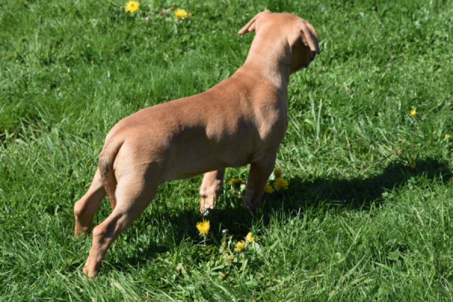 American Bully (teef) 63093