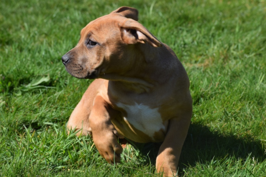 American Bully (teef) 63093