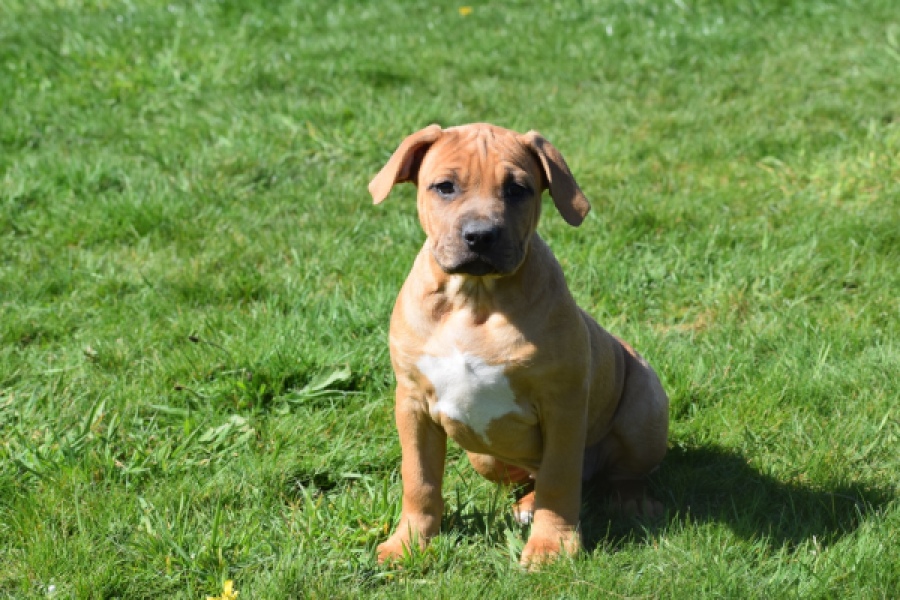 American Bully (teef) 63093