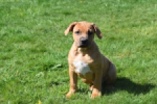 American Bully (teef) 63093