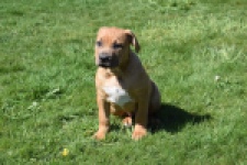 American Bully (teef) 63093