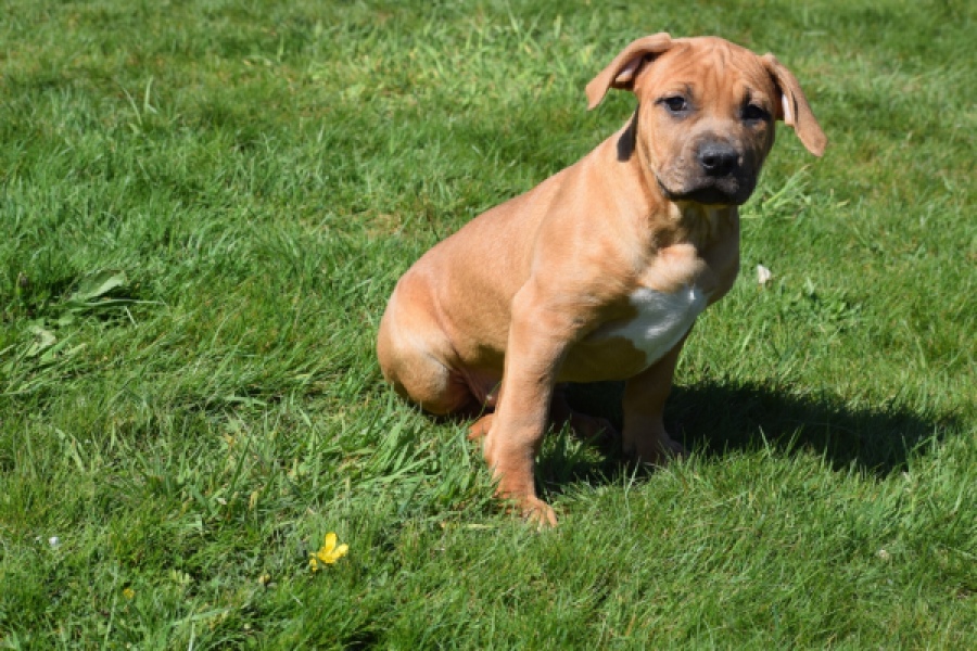 American Bully (teef) 63093
