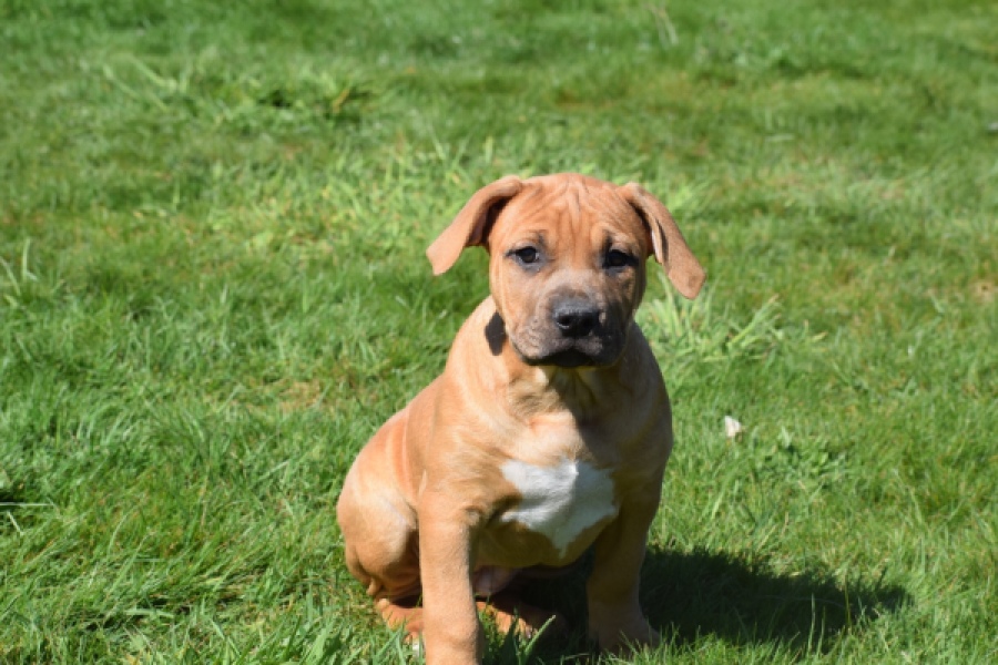 American Bully (teef) 63093