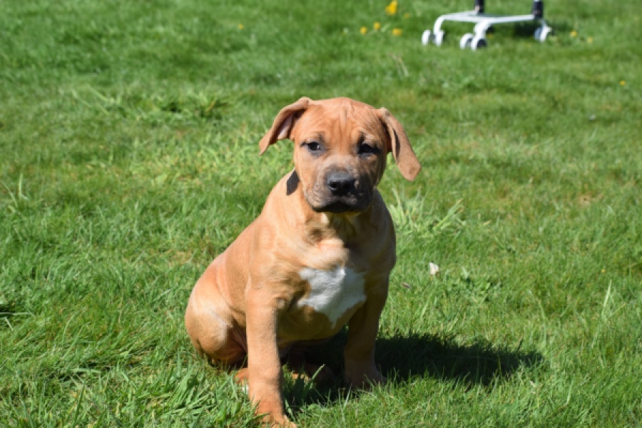 American Bully (teef) 63093