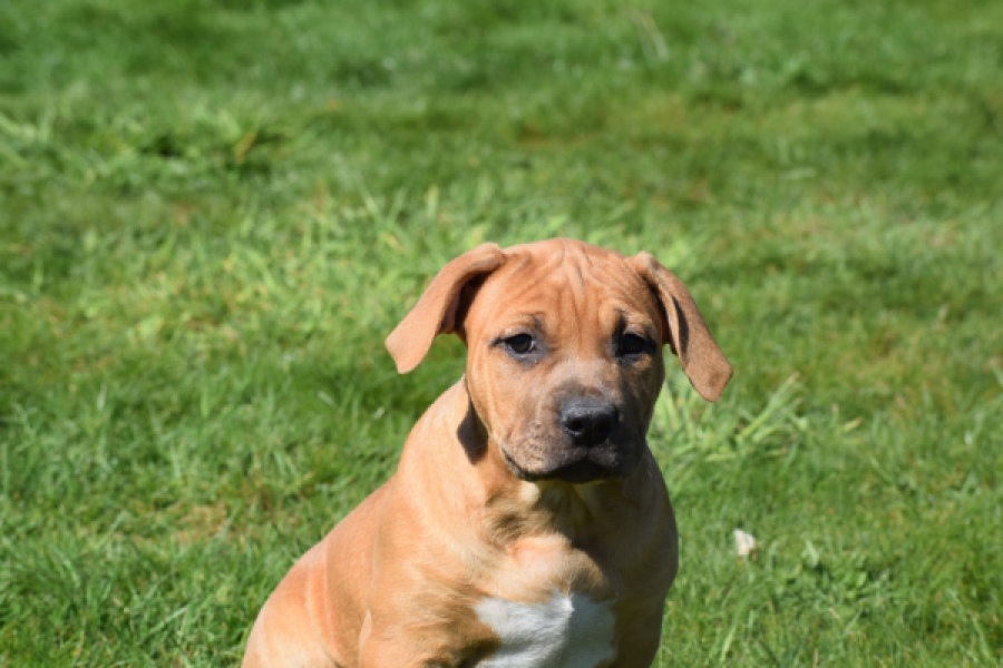 American Bully (teef) 63093