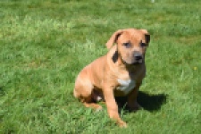 American Bully (teef) 63093