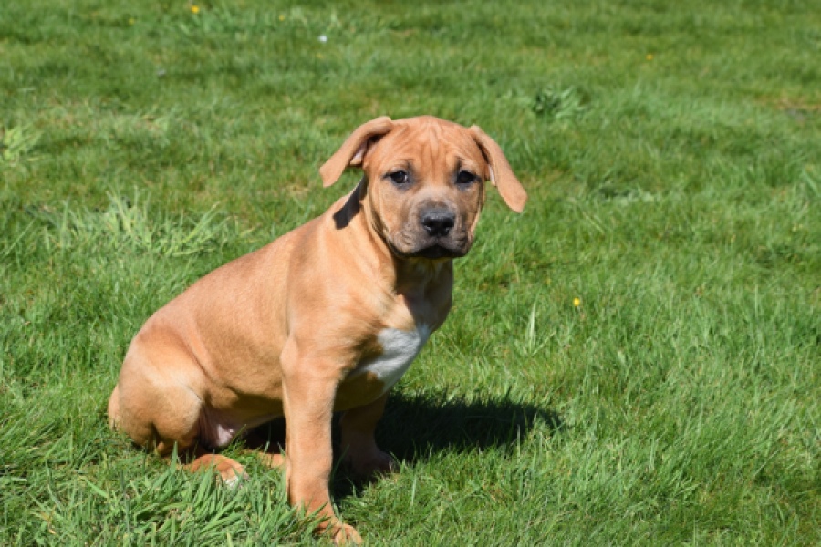 American Bully (teef) 63093