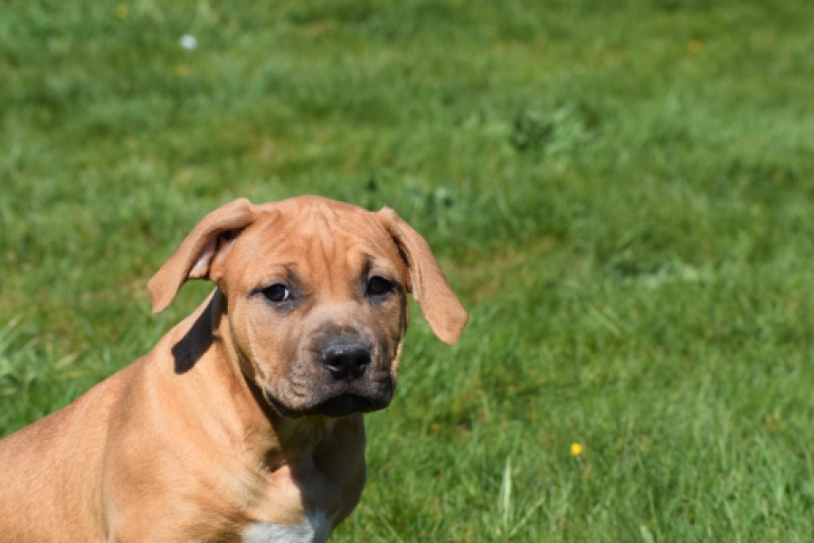 American Bully (teef) 63093