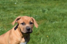 American Bully (teef) 63093