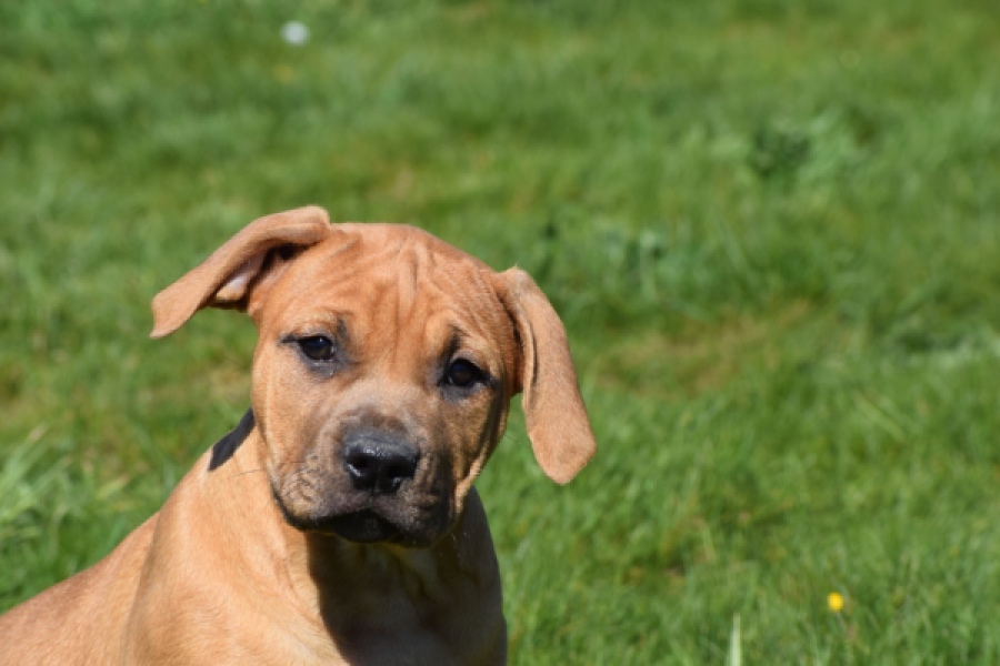 American Bully (teef) 63093