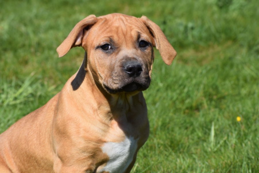 American Bully (teef) 63093