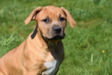 American Bully (teef) 63093