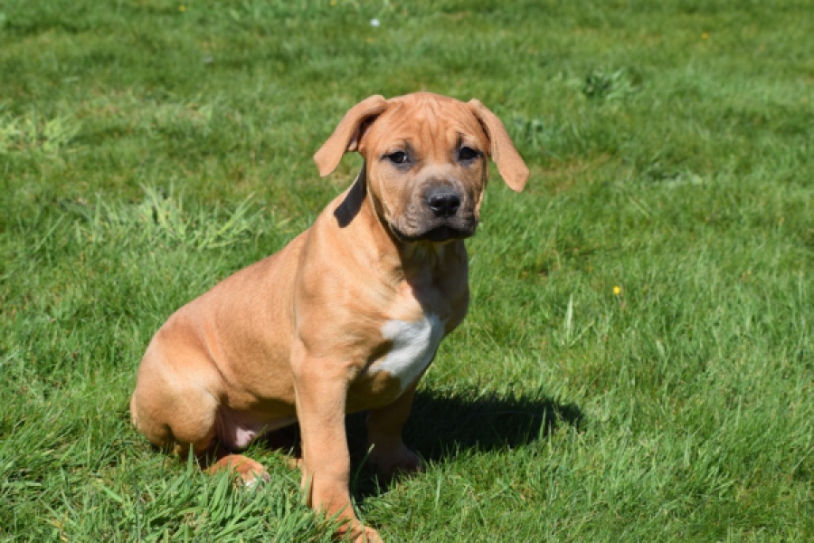 American Bully (teef) 63093