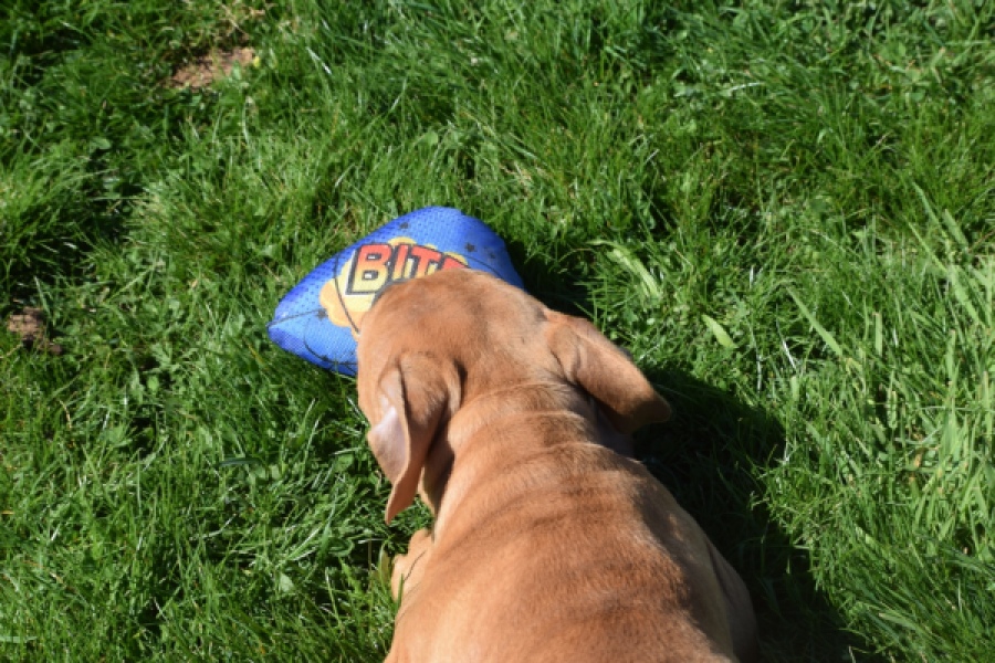 American Bully (teef) 63093