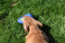 American Bully (teef) 63093