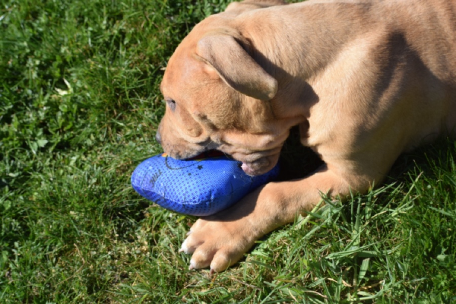 American Bully (reu) 63082