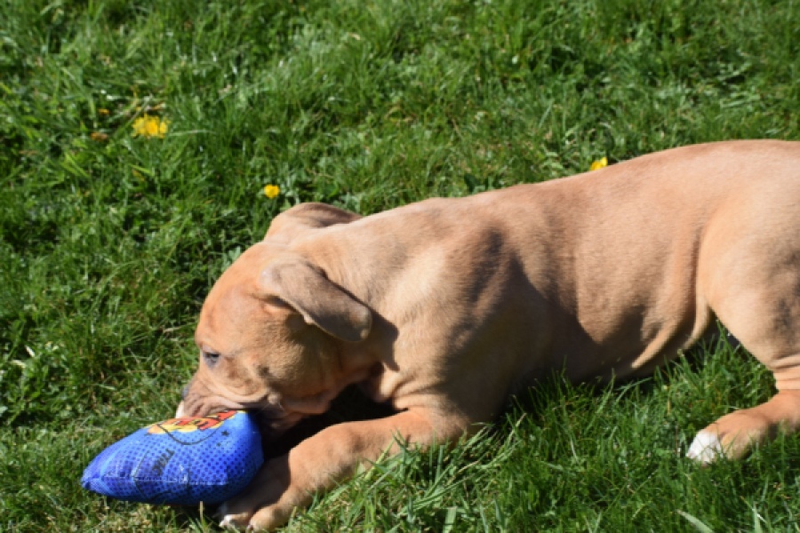 American Bully (reu) 63082