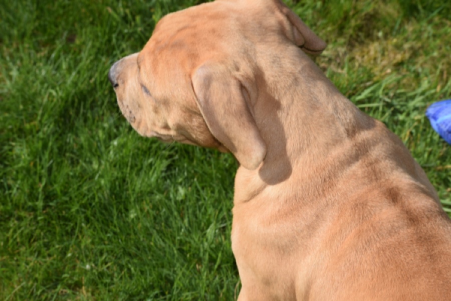 American Bully (reu) 63082