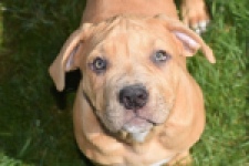 American Bully (reu) 63082