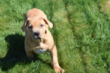American Bully (reu) 63082