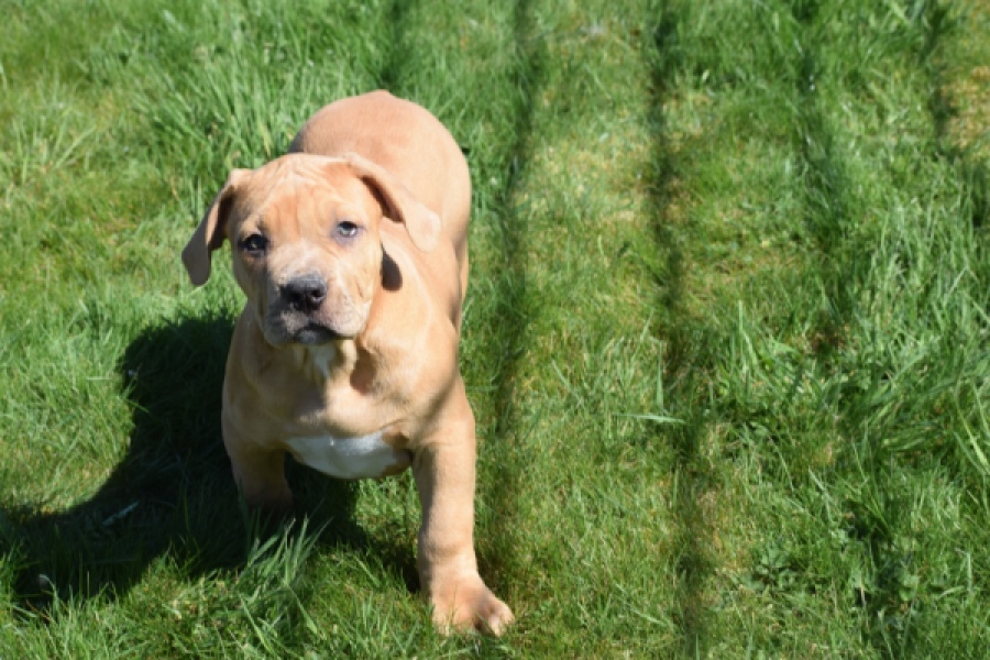 American Bully (reu) 63082