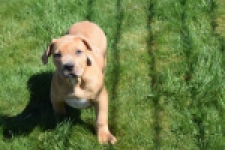 American Bully (reu) 63082