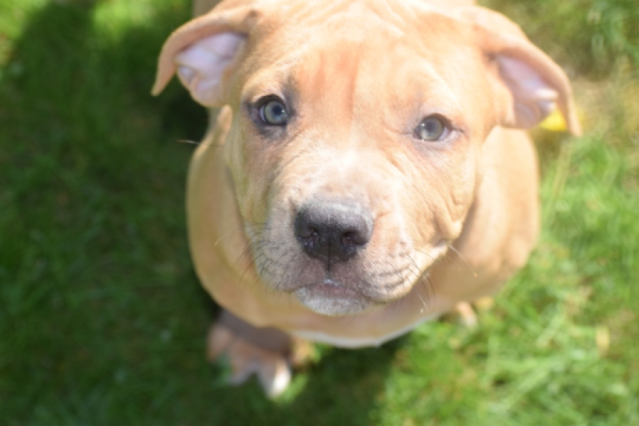 American Bully (reu) 63082