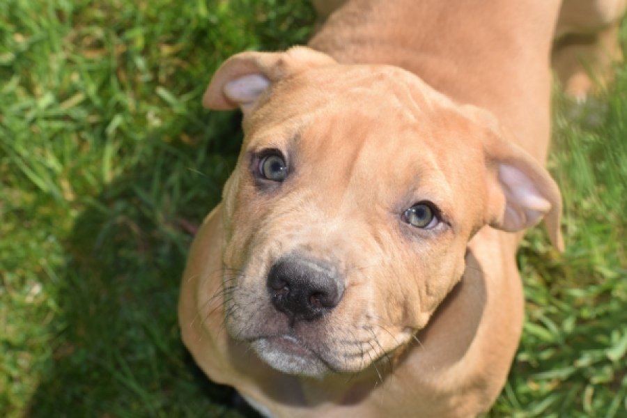 American Bully (reu) 63082