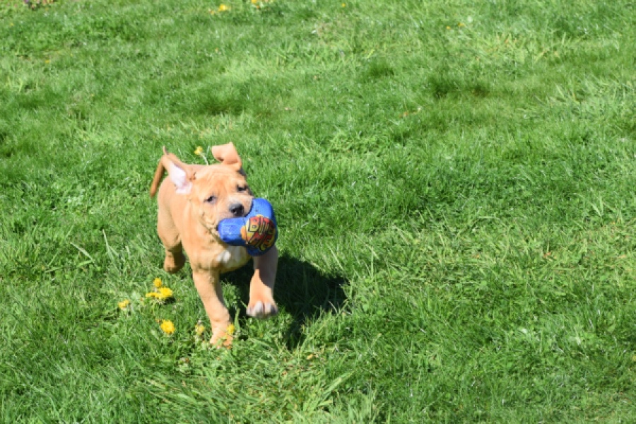 American Bully (reu) 63082